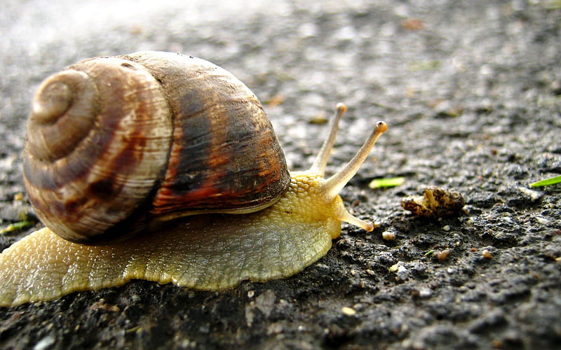 snail on the road-Animal graphy, HD wallpaper