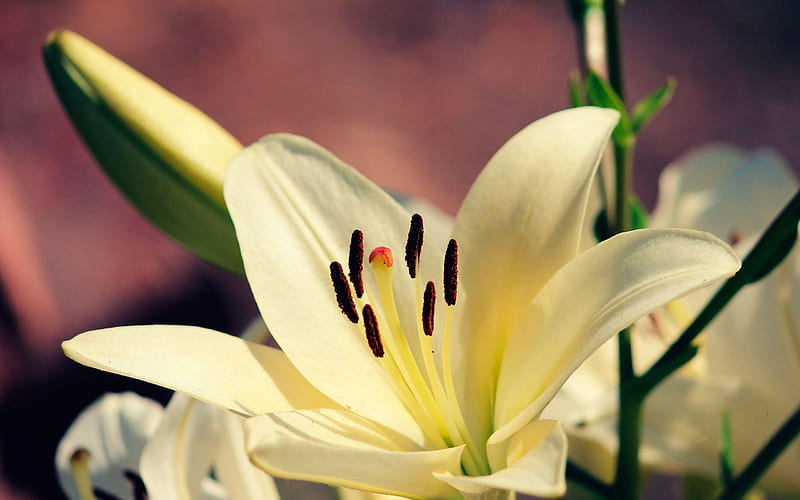60+ Lily wallpapers HD | Download Free backgrounds