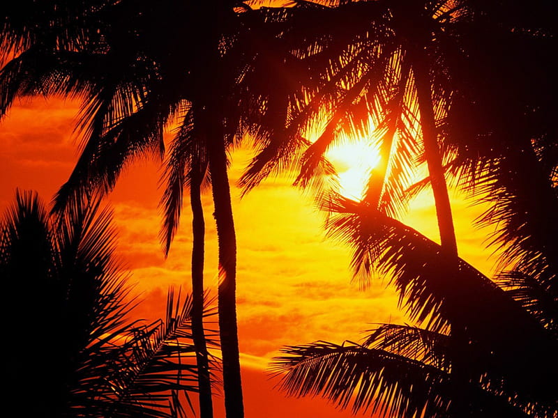 Maui-Sunset, sunset, palms, HD wallpaper | Peakpx