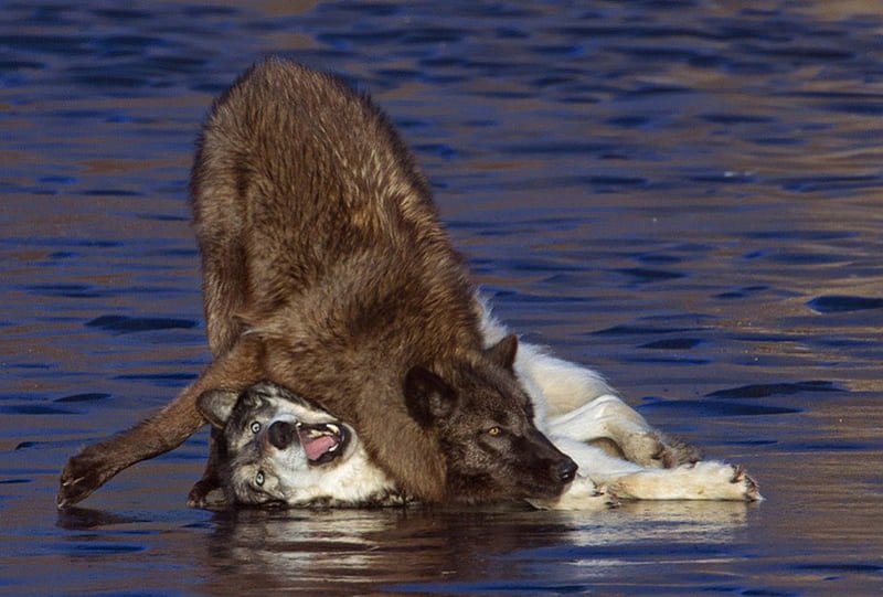 splat, friendship, quotes, pack, dog, lobo, arctic, maned wolf nature, black, abstract, winter, timber, snow, wolf , wolfrunning, wolf, white, lone wolf, howling, wild animal black, howl, canine, wolf pack, solitude, gris, the pack, mythical, majestic, wisdom beautiful, spirit, canis lupus, grey wolf, wolves, HD wallpaper