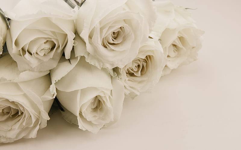 white roses, bouquet of white flowers, roses, floral background, white flowers, HD wallpaper