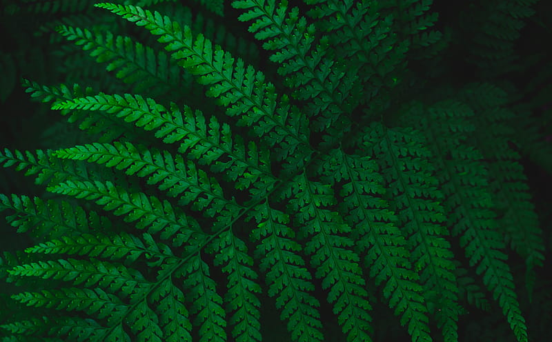 Green Fern Leaf Ultra, Aero, Fresh, Green, background, Leaf, Plant, Fern, aesthetic, HD wallpaper