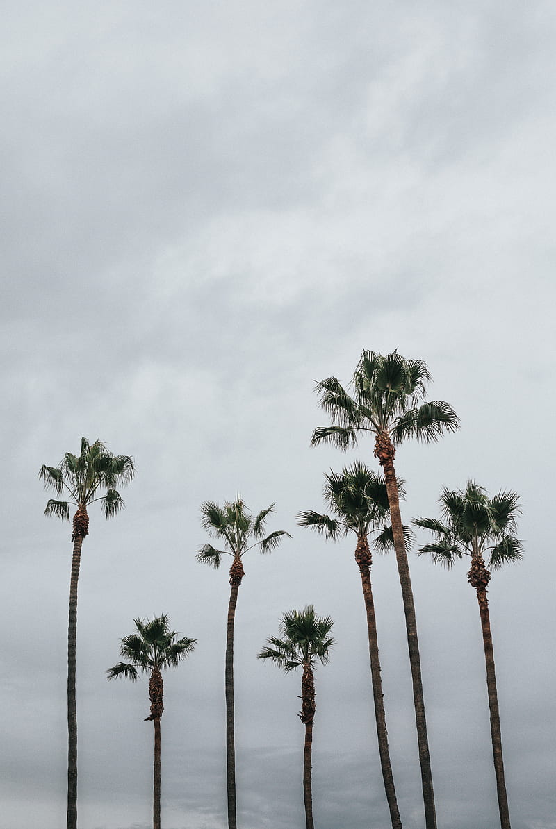 palms, trees, sky, tropics, HD phone wallpaper
