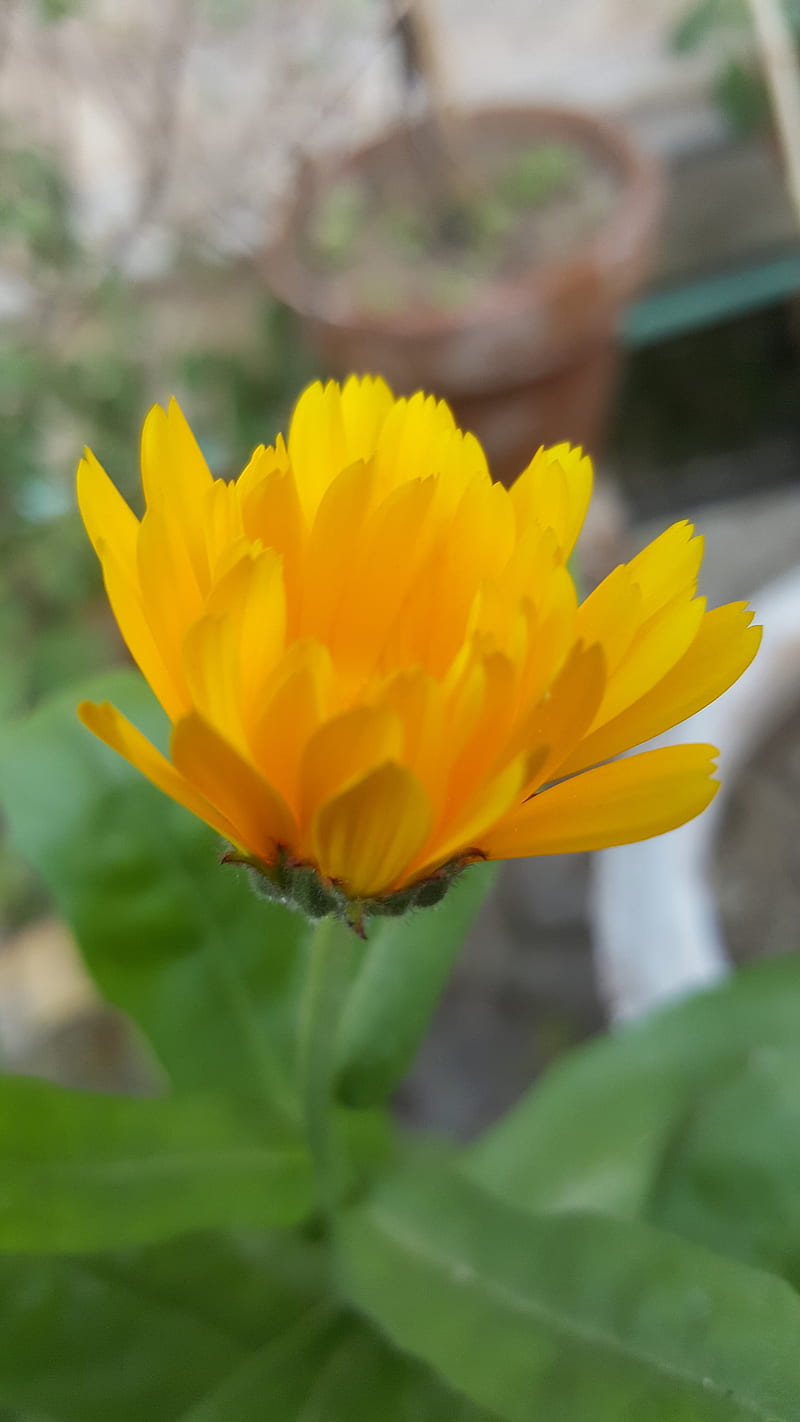 DP, flower, nature, yellow, HD phone wallpaper | Peakpx