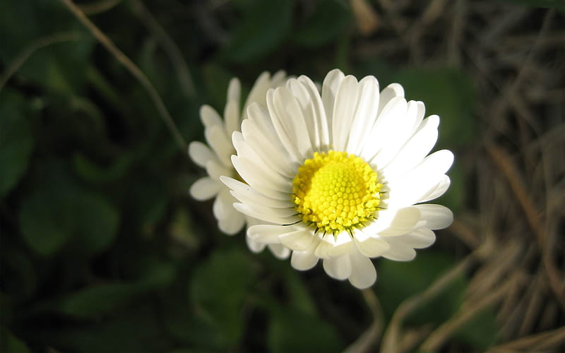 beauty White daisy-2012 flowers Featured, HD wallpaper