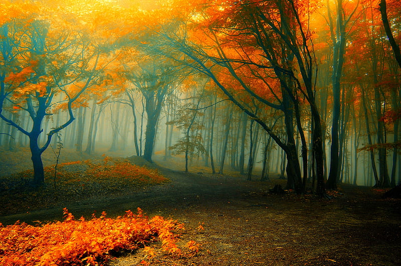 FALL FOREST, forest, autumn, rain, path, trees, fog, Nature, HD wallpaper