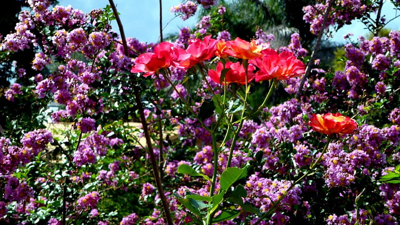 Granada Rose, Rose, Flowers, Granada, Nature, HD wallpaper