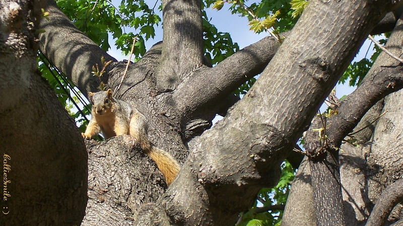 Backyard Squirrel, tree, squirrel, squirrels, tree squirre1, critter, fox squirre1, rodent, HD wallpaper