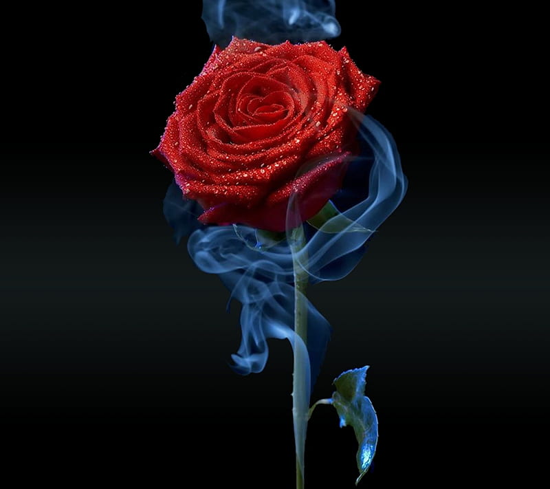 abstract red rose, art, cool, desenho, flower, new, petals, smoke, HD wallpaper