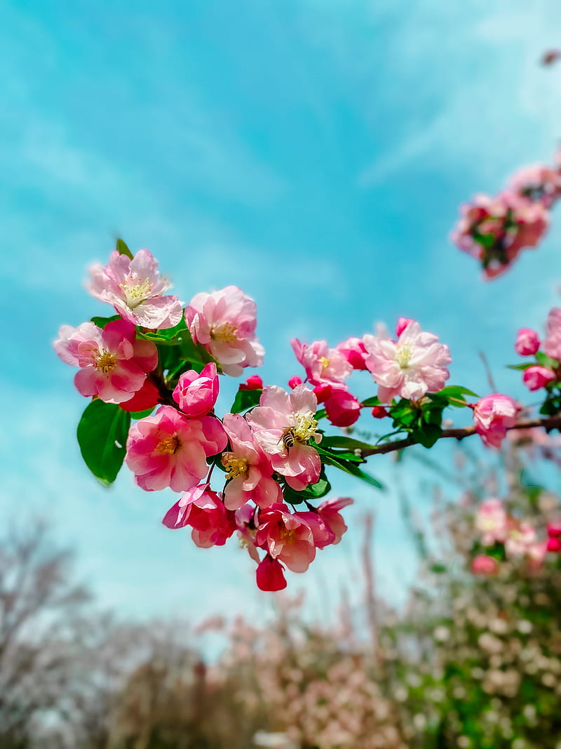 sakura, flowers, petals, spring, branch, macro, HD phone wallpaper