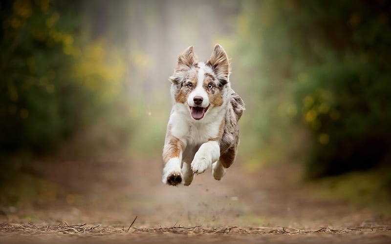 Australian Shepherd, flying dog, bokeh, puppy, pets, dogs, Aussie, Australian Shepherd Dog, cute animals, Aussie Dog, HD wallpaper