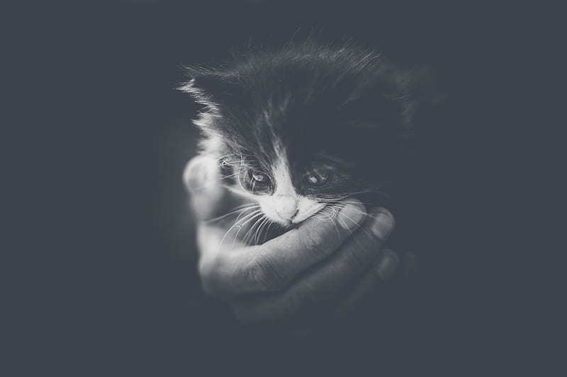kitten, hand, bw, small, cat, cub, HD wallpaper