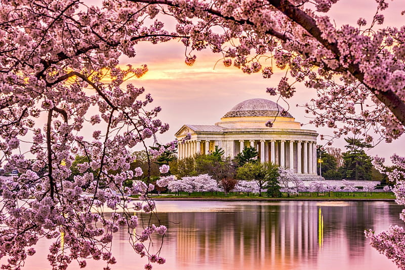 Cherry Blossoms, water, Tidal Basin, Washington DC, Jefferson Memorial, blossoms, Spring, trees, HD wallpaper