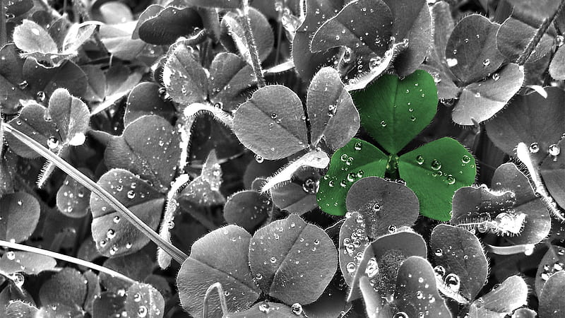 that special one, irish, black, graphy, green, clover, gris, beauty, nature, white, lucky, HD wallpaper
