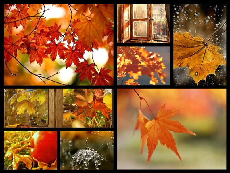 free download | Fall Collage, fall, nature, leaves, collage, HD ...