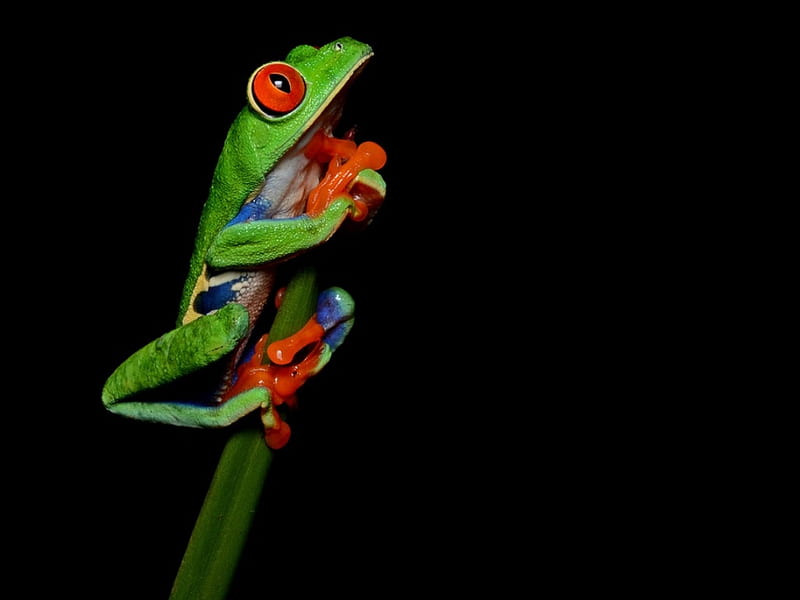 Frog, broasca, green, orange, black, HD wallpaper