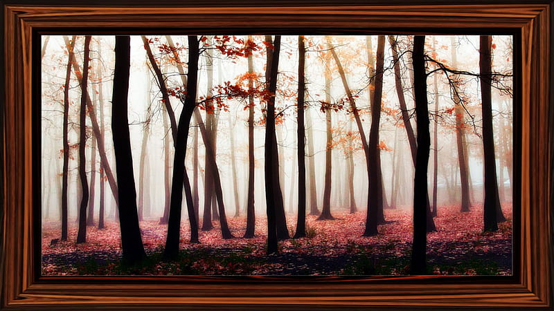 autumn portrait, autumn, nature, trees, frame, HD wallpaper