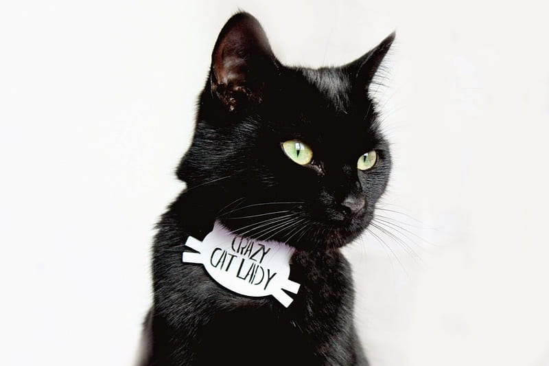 Crazy Cat Lady, cute, crazy, black, white, cat, animal, HD wallpaper