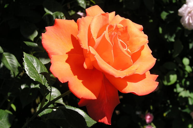 The Alexander Rose, blossom, orange, color, garden, petals, HD wallpaper