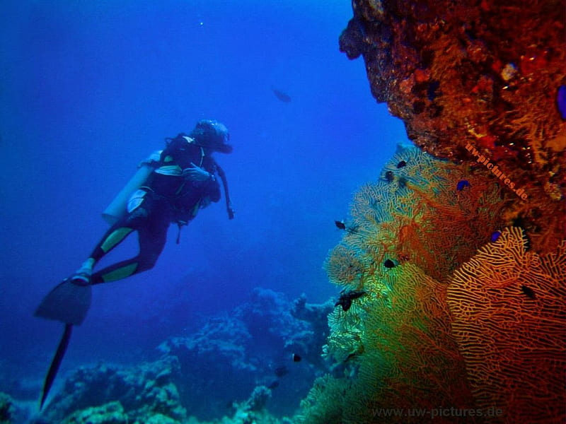 Diving, scuba, underwater, reef, swim, HD wallpaper