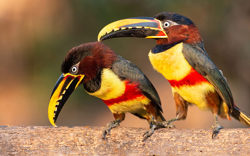 Aracari, two birds, close-up, wildlife, exotic birds, bokeh, colorful birds, Pteroglossus, HD wallpaper