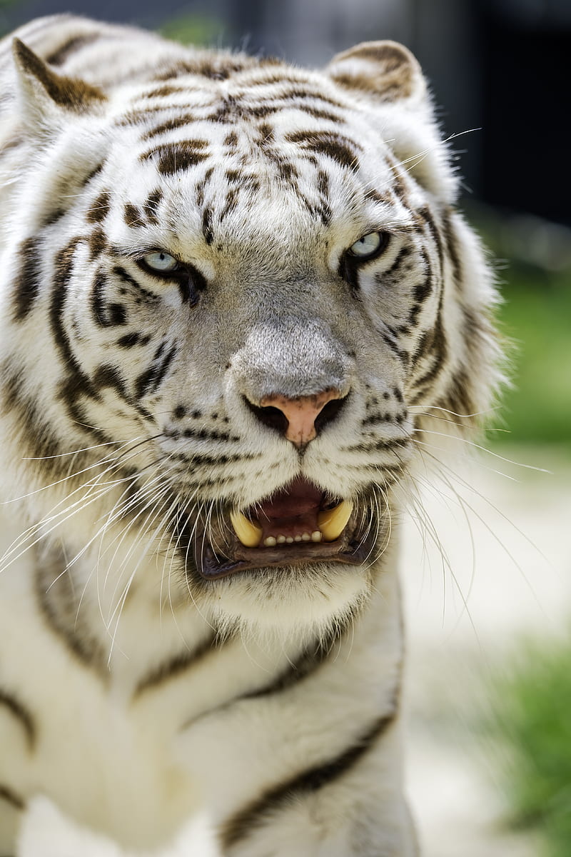 white tigress, tiger, grin, big cat, predator, HD phone wallpaper