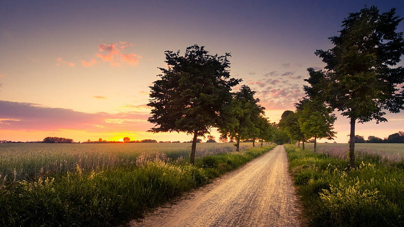 country road through field at sunset, sunset, fields, road, trees, HD wallpaper