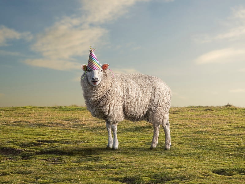 :), sheep, oaie, green, oi, party, birtay, hat, animal, HD wallpaper
