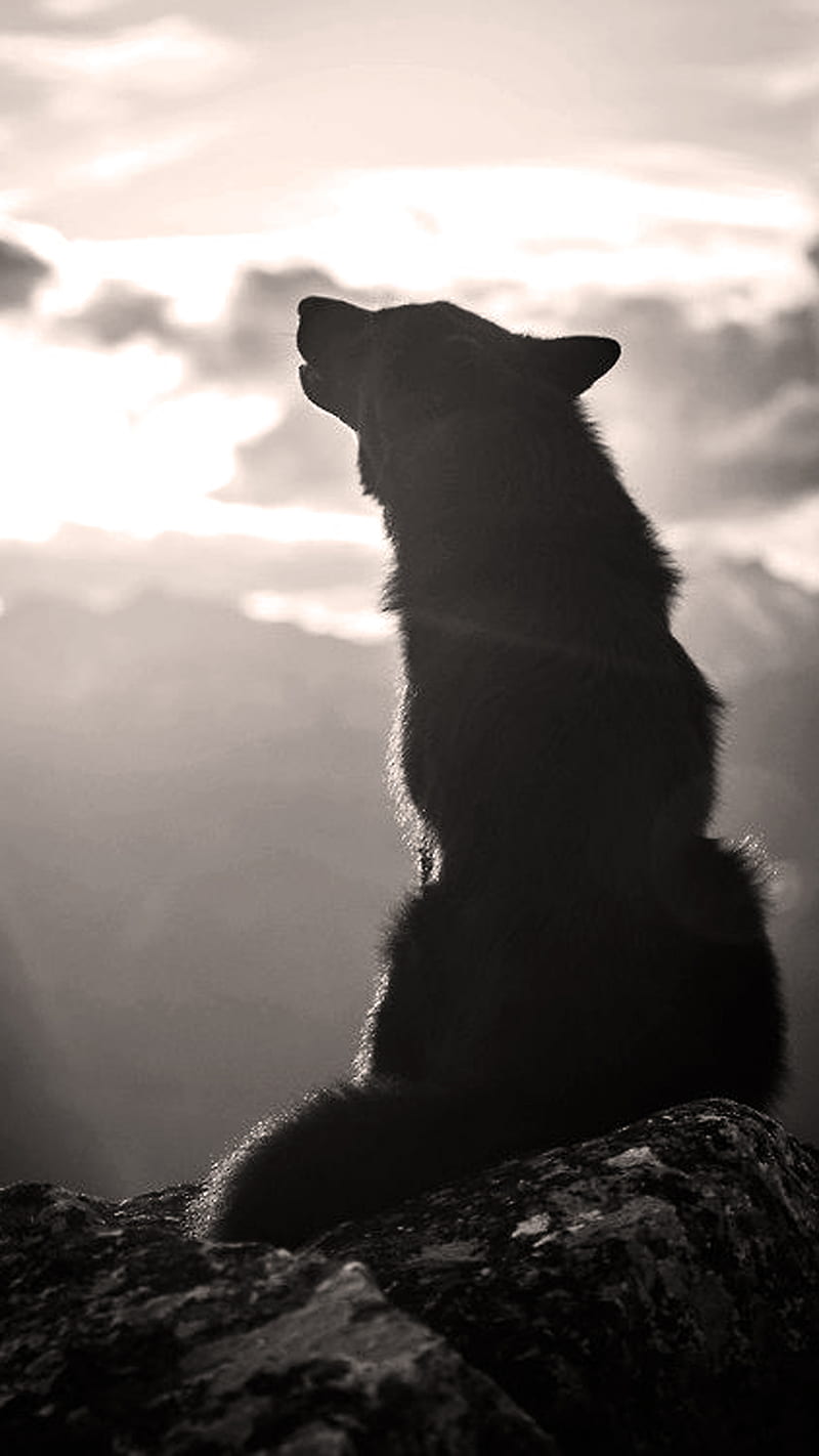 Wolf, black, dog, silhouette, HD phone wallpaper | Peakpx