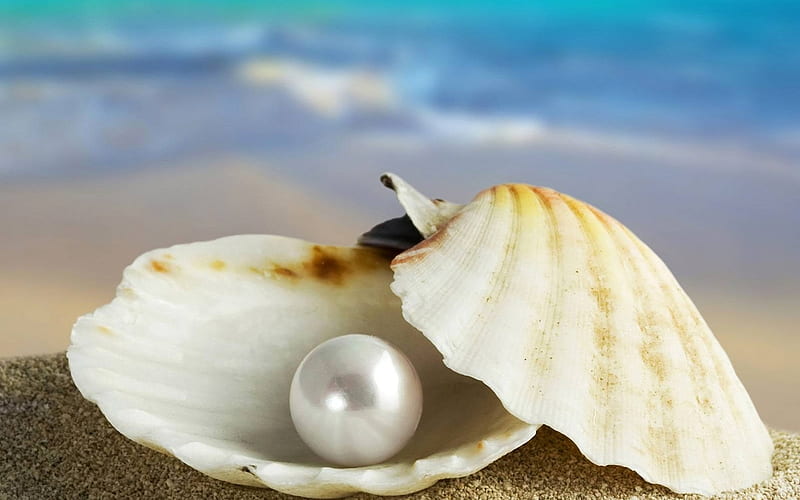 I Found this Pearl in the Sea for You, oceans mother of pearl, nice close-up, cockles, beauty, homage, , cowries, os, waves, gift, finding, cool, beaches, macro, awesome, tribute, hop, bay, white, find, brown, gem, nacre, bonito, silver, sea pearl-shell, graphy, pearl, sand, for you, beije, blue amazing, found, view, colors, maroon, shell, ripples, trought, oysters, beachescapes, nature, HD wallpaper