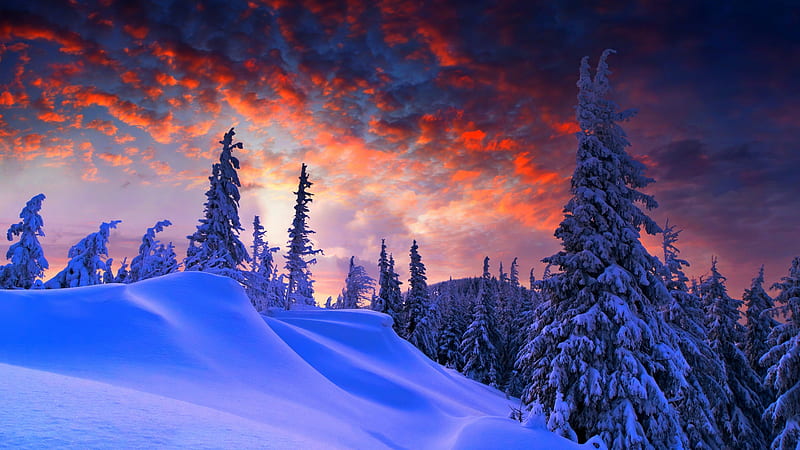 Sunset after Snowstorm, snow, pinetrees, colors, clouds, sky, winter, landscape, HD wallpaper