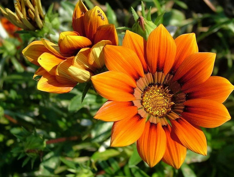 Gazania, sun, orange, flower, summer, color, garden, HD wallpaper