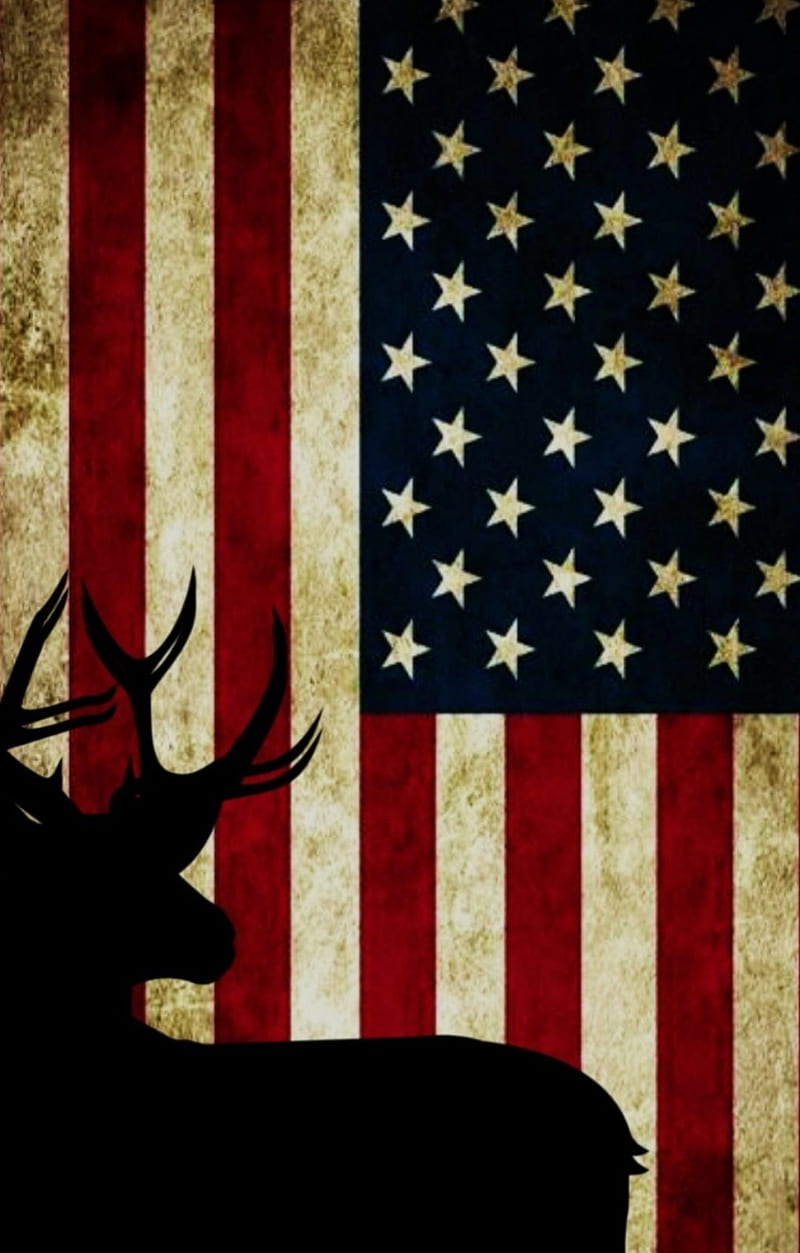 HD american deer wallpapers  Peakpx