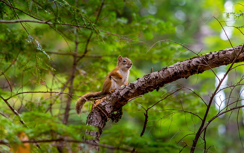 Squirrel wildlife, forest, summer, Sciuridae, squirrel on tree, HD wallpaper