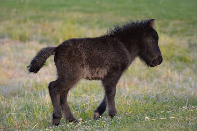 Pony, animal, black, horse, one, cub, cute, nature, mini, HD wallpaper