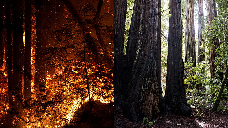 Big Basin Redwoods, California's oldest state park, devastated by CZU Lightning Complex; Fate of ancient trees unknown - ABC7 San Francisco, Santa Cruz Redwoods, HD wallpaper