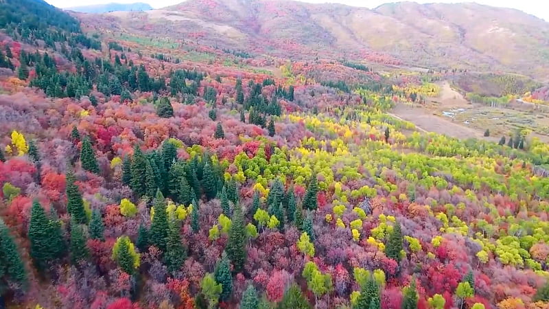 Autumn Foliage of Utah, Mountains, Autumn, Nature, Fall Season, Trees, Foliage, HD wallpaper