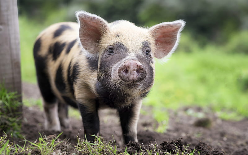 piglet, farm, small pig, dalmatian piggy, pets, pigs, funny animals, piglets, HD wallpaper
