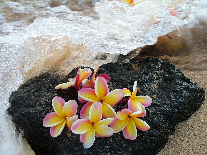 Plumeria on lava Rock Hawaii, exotic, rock, hawaii, ocean, lava, plumeria, sea, beach, sand, water, frangipani, flowers, tropical, hawaiian, HD wallpaper