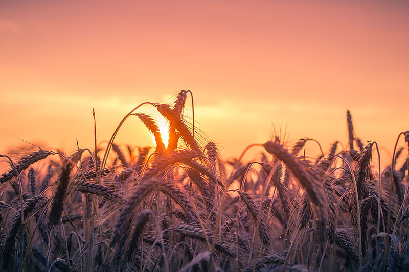 Cornfield Sunset , cornfield, field, sunset, nature, graphy, HD wallpaper