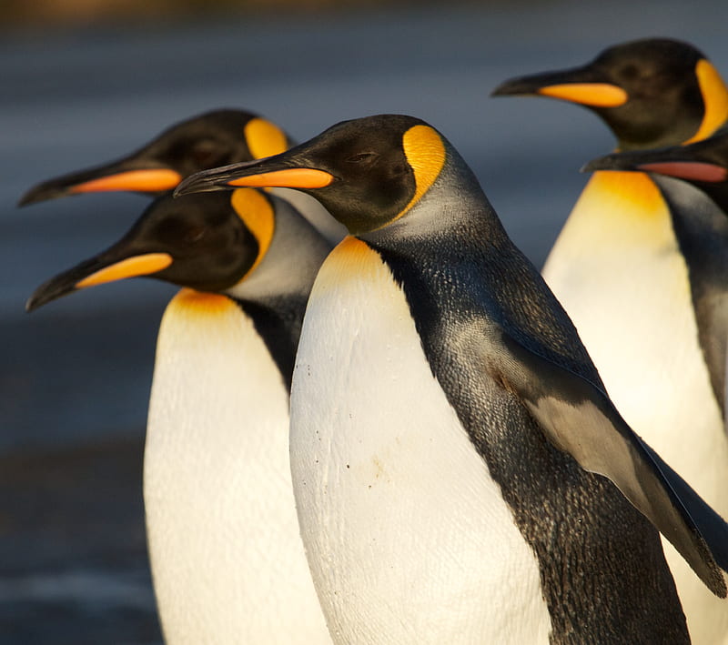 Penguin Family, animal, cute, nature, tux, tuxedo, HD wallpaper