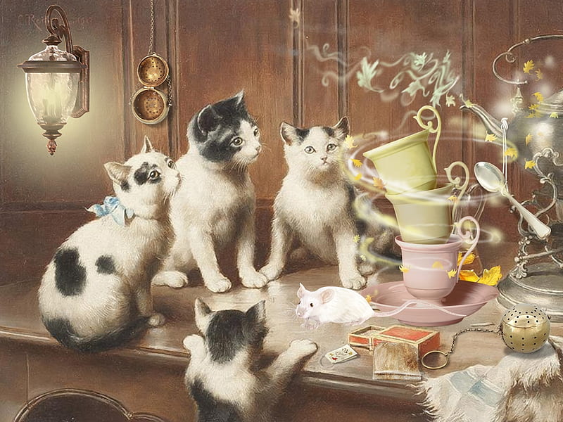 Tea cats, teatime, cats, tea, animals, HD wallpaper