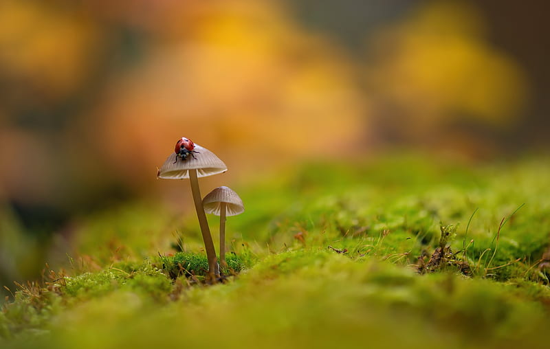 Ladybug On Mushroom, HD wallpaper
