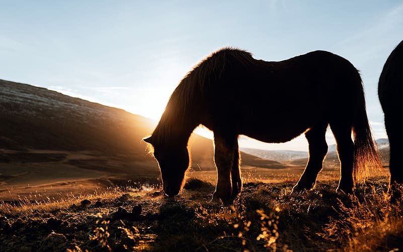 Wild Horses Prairie Sunset Reykjali Iceland, HD wallpaper
