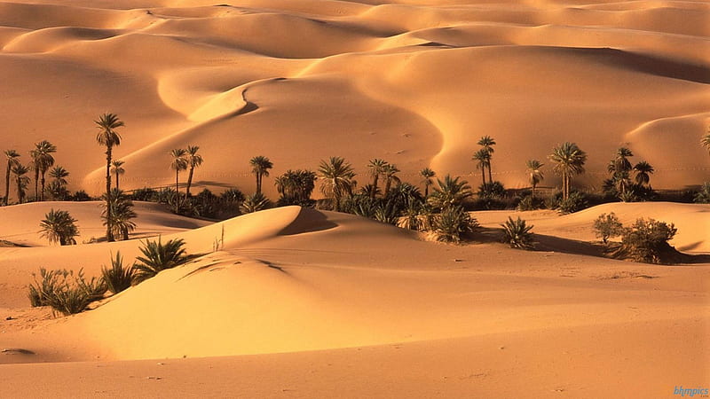 Desert Oasis, nature, deserts, entertainment, HD wallpaper