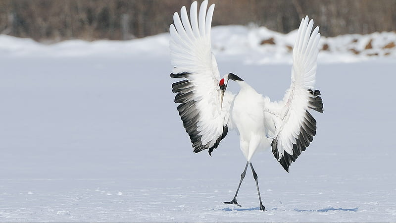 Japanese Crane, wings, bird, black, pasari, dance, white, winter, iarna, HD wallpaper