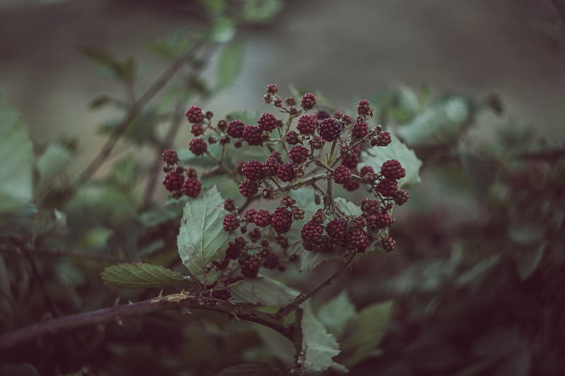 blackberry bush, fruit, blackberry, bush, leaf, HD wallpaper