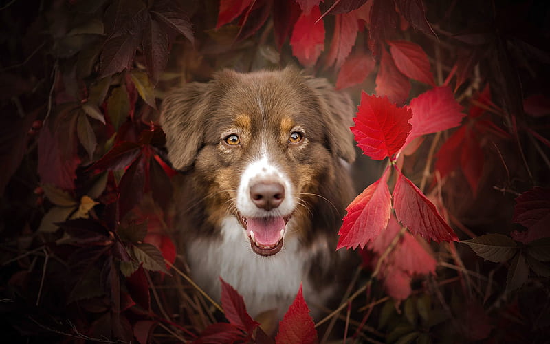 autumn, dogs, aussie, Australian Shepherd, HD wallpaper