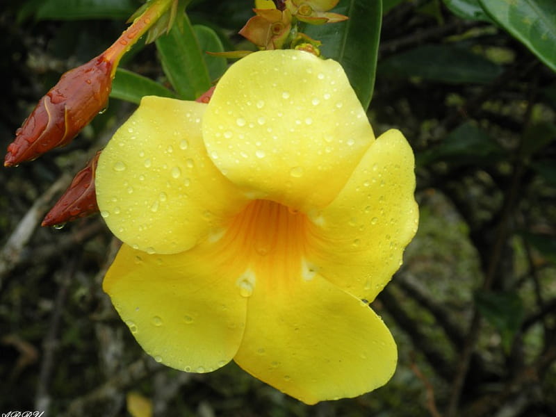 A yellow flower from the Island of St. Lucia, Yellow, Brown, Green, graphy, Flowers, HD wallpaper