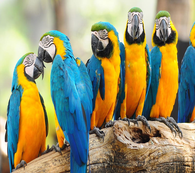 Cute Parrots Love, cool, HD wallpaper | Peakpx